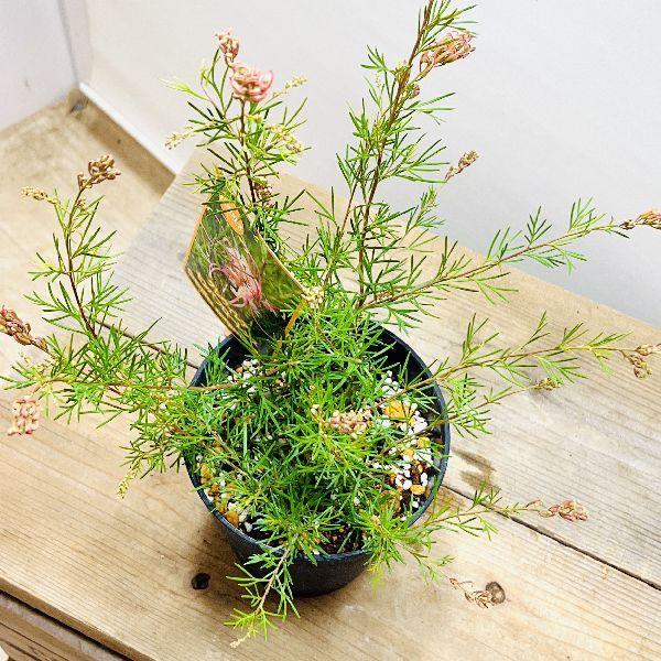花苗 観葉植物：グレビレア センパフローレンス*5号 : 遊恵盆栽 Yahoo