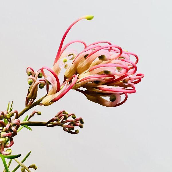 花苗 観葉植物：グレビレア センパフローレンス*5号 : 遊恵盆栽 Yahoo