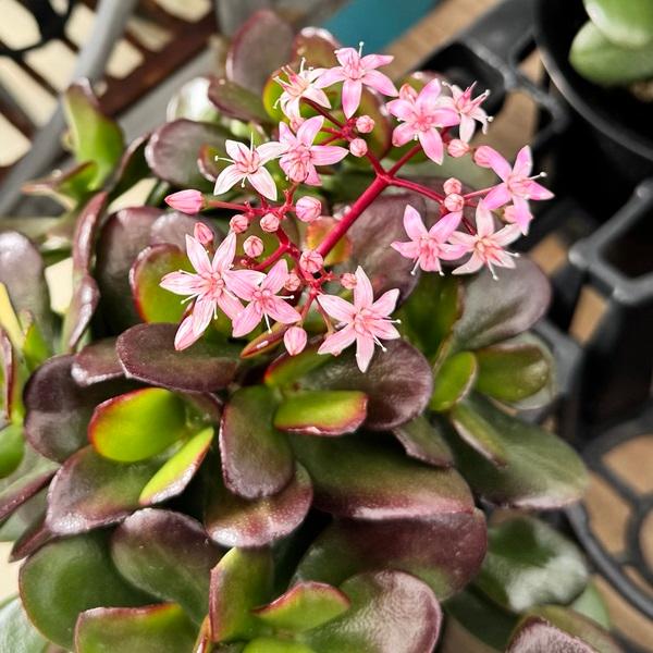 観葉植物：金のなる木 桜花月*サクラカゲツ 4号 : 遊恵盆栽 Yahoo!店