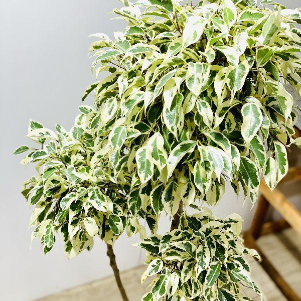 おしゃれ 観葉植物：ベンジャミン スターライト* ビューティークイーン