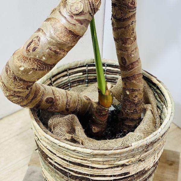 クワズイモ 大きめ 観葉植物 鉢セット