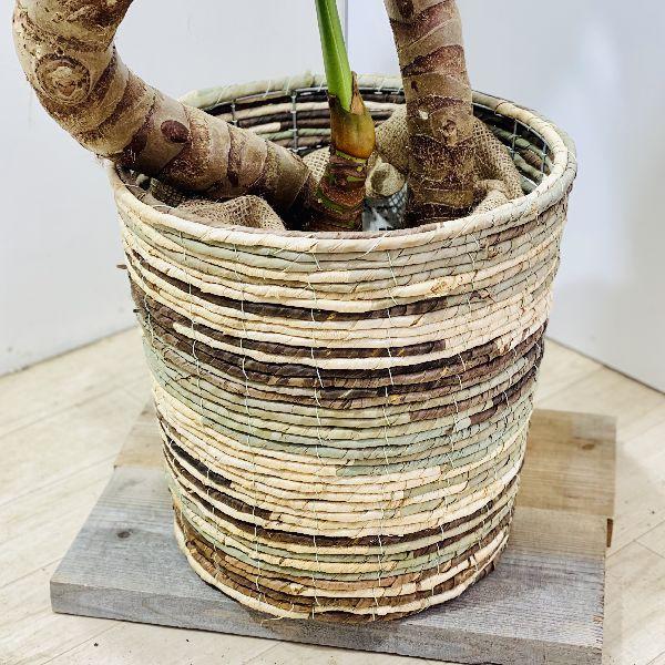 クワズイモ　大きめ　観葉植物　鉢セット　 クワズイモ 大きめ 観葉植物 鉢セット