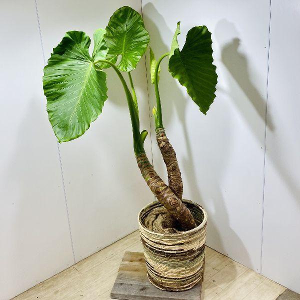 信頼 おしゃれ 観葉植物 クワズイモ 鉢カバーセット 大型佐川便配送 現品をお届け 2番 F6015v 遊恵盆栽 Yahoo 店 通販 Yahoo ショッピング Seal限定商品 Www Maxipiso Com Ar