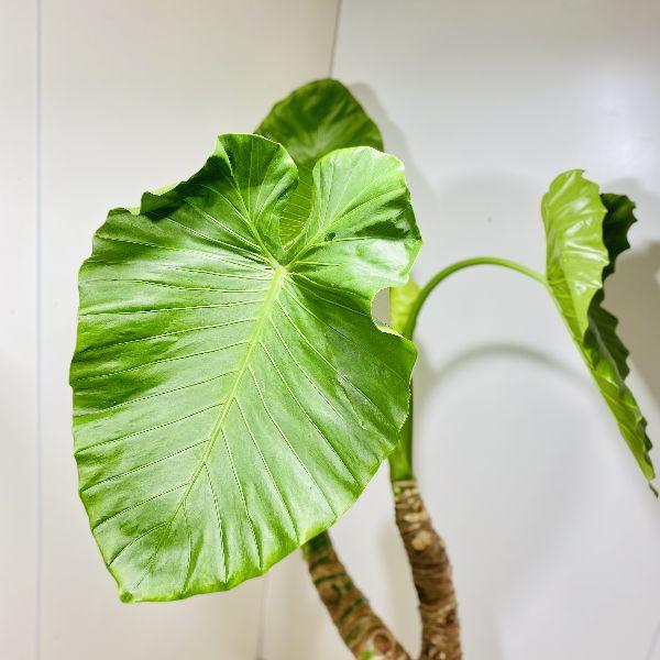 おしゃれ 観葉植物：クワズイモ*鉢カバーセット 大型佐川便配送 現品を
