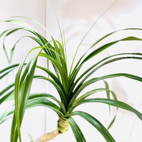 おしゃれ 観葉植物：パンダナス どげなし タコノキ*陶器鉢 大型佐川便