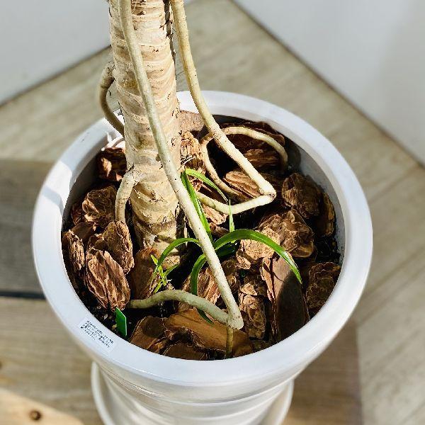おしゃれ 観葉植物：パンダナス どげなし タコノキ*陶器鉢 大型佐川便 