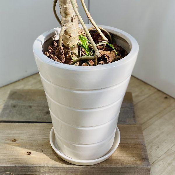 おしゃれ 観葉植物：パンダナス どげなし タコノキ*陶器鉢 大型佐川便