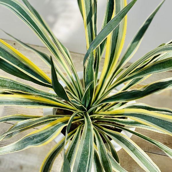 観葉植物：斑入りユッカ グロリオサ*バリエガータ バリエゲイ