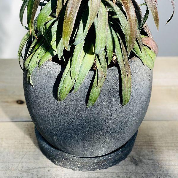 観葉植物：ユッカ デスメティアーナ*鉢植え : 遊恵盆栽 Yahoo!店