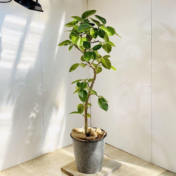 超激安 おしゃれ 観葉植物 フィカス アルテシーマ ブリキのバケツ 麻布付き 大型佐川急便配送 現品 国内最安値 Talentoindustrial Com