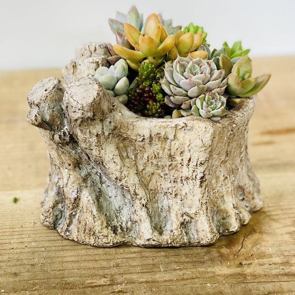 専用　　多肉植物　寄せ植え❣️ maxresdefault.jpg