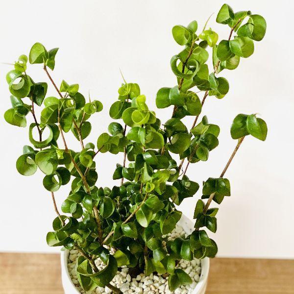 観葉植物 フィカス ベンジャミン バロック プラポット 4号 F6042v 遊恵盆栽 Yahoo 店 通販 Yahoo ショッピング