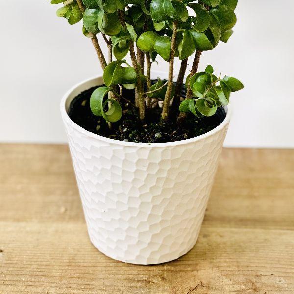 観葉植物 フィカス ベンジャミン バロック プラポット 4号 F6042v 遊恵盆栽 Yahoo 店 通販 Yahoo ショッピング