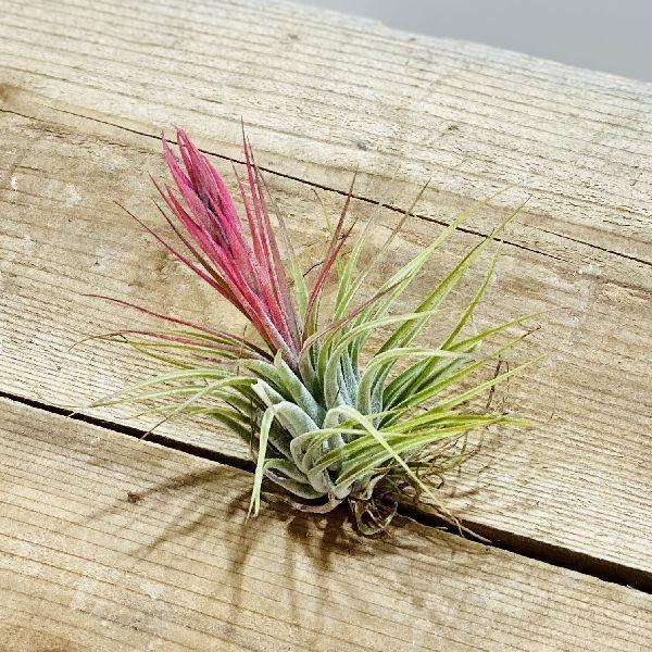 おしゃれ 観葉植物 エアープランツ チランジア スカポーサ エアプランツ ティランジア コルビー F6045v 遊恵盆栽 Yahoo 店 通販 Yahoo ショッピング