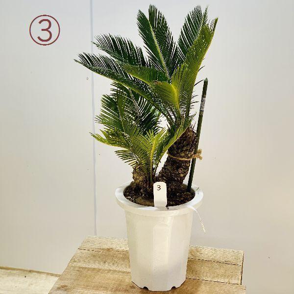 盆栽ソテツ 盆栽ソテツE