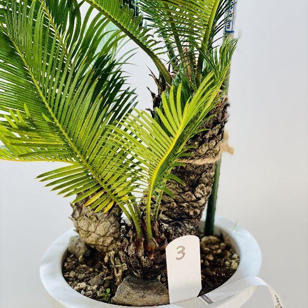 おしゃれ 観葉植物 ソテツ：蘇鉄*8号 プラポット 現品をお届け