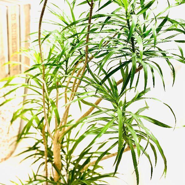 おしゃれ 観葉植物 ドラセナ レフレクサ 鉢カバーセット 大型佐川便配送 現品 F6049v 遊恵盆栽 Yahoo 店 通販 Yahoo ショッピング