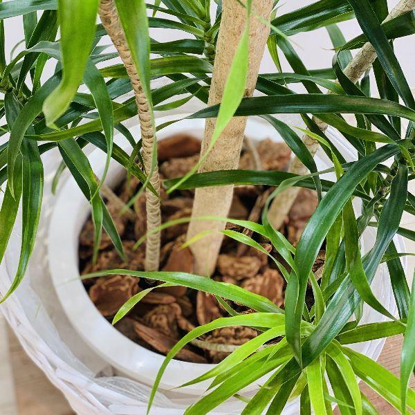 おしゃれ 観葉植物 ドラセナ レフレクサ 鉢カバーセット 大型佐川便配送 現品 F6049v 遊恵盆栽 Yahoo 店 通販 Yahoo ショッピング