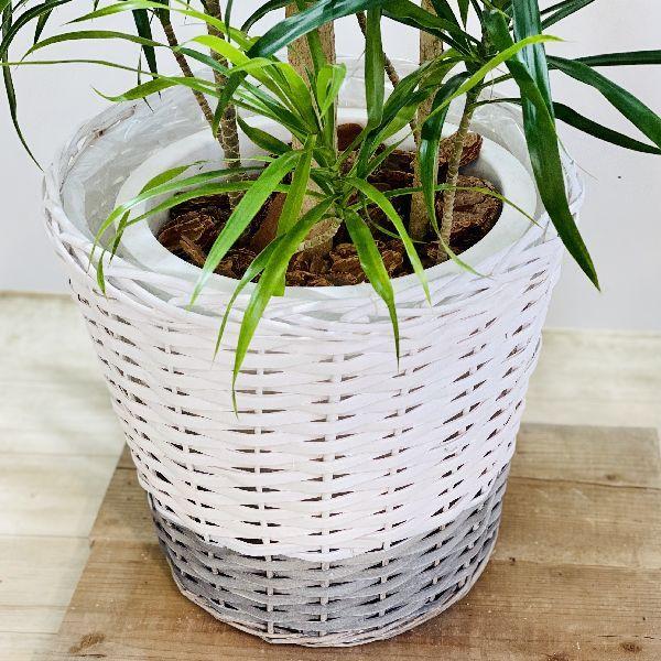 おしゃれ 観葉植物 ドラセナ レフレクサ 鉢カバーセット 大型佐川便配送 現品 F6049v 遊恵盆栽 Yahoo 店 通販 Yahoo ショッピング