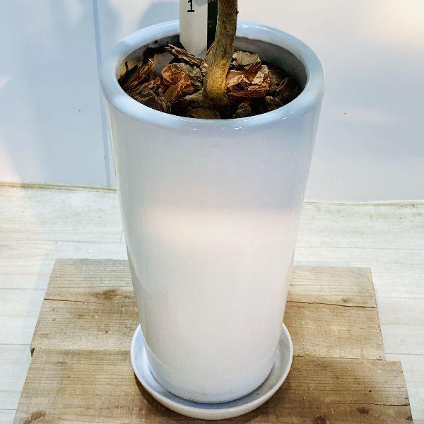 希少 斑入り ラブリーハート ハスノハギリ 6号 希少 斑入り ラブリーハート ハスノハギリ 6号 - メルカリ