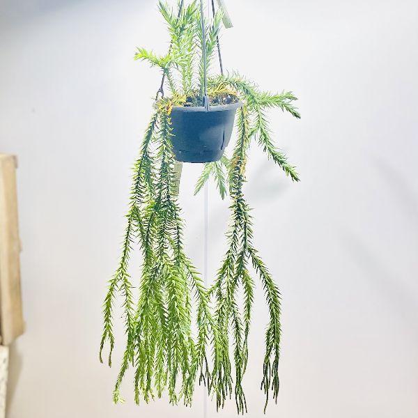 おしゃれ 観葉植物：フペルジア ゴエベリー*5号 吊り鉢 : 遊恵盆栽