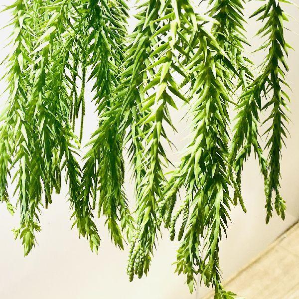 フペルジア ゴエベリー 5号吊り鉢 おしゃれ 観葉植物：フペルジア ゴエベリー*5号 吊り鉢 : 遊恵