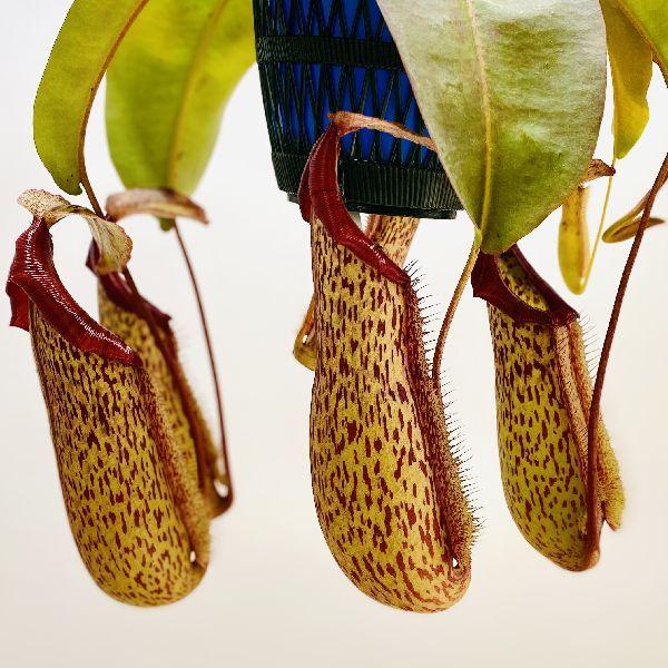 希少品種 観葉植物 食虫植物 ウツボカズラ ネペンテス ミランダ 吊り鉢 5号 F6068v 遊恵盆栽 Yahoo 店 通販 Yahoo ショッピング