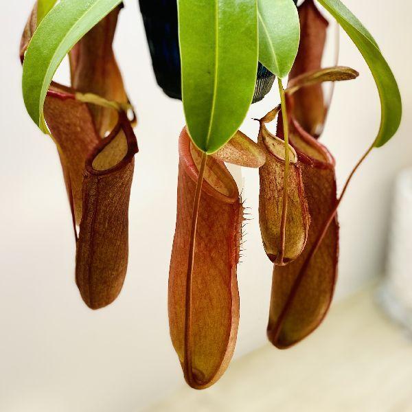 希少品種 観葉植物 食虫植物 ウツボカズラ ネペンテス リンダ 吊り鉢 5号 F6070v 遊恵盆栽 Yahoo 店 通販 Yahoo ショッピング