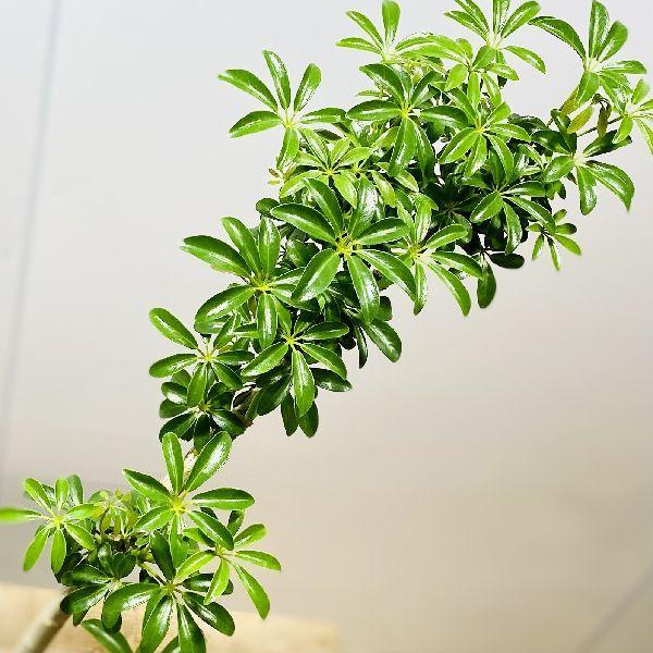 観葉植物：シェフレラ ホンコン コンパクタ*プラポット : 遊恵盆栽