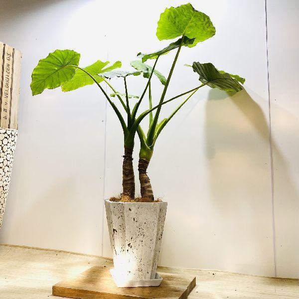 レビューで送料無料 おしゃれ 観葉植物 クワズイモ スクエア鉢植え 受皿付 ココヤシ 大型ヤマト便配送 現品をお届け 即日出荷 Amalgamatedplantations Co In