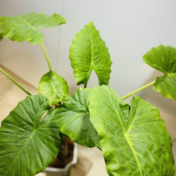 時間指定不可 おしゃれ 観葉植物 クワズイモ スクエア鉢植え 受皿付 ココヤシ 大型ヤマト便配送 現品をお届け 安いそれに目立つ Www Maxipiso Com Ar