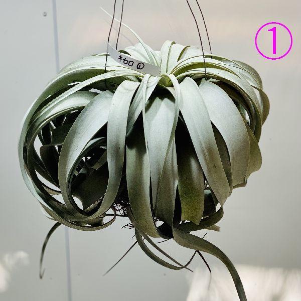 送料込 おしゃれ 観葉植物 エアープランツ チランジア キセログラフィカ 現品選べます 楽天 Makeonline Hoteldedamira Com