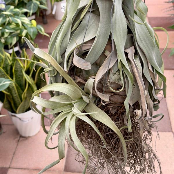 おしゃれ 観葉植物 エアープランツ：チランジア ストレプトフィラ*現品