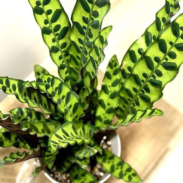 おしゃれ 観葉植物:カラテア ランキフォリア*インシグニス*5.5 おしゃれ 観葉植物:カラテア ランキフォリア*インシグニス*5.5