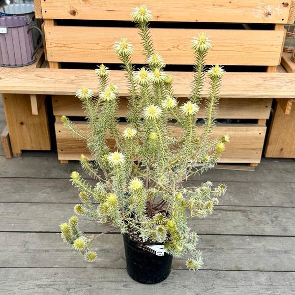 鉢花 観葉植物 フィリカ プベッセンス ワフトフェザー 7号 プラポット F6090v 遊恵盆栽 Yahoo 店 通販 Yahoo ショッピング