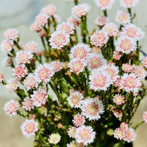 鉢花 観葉植物:アクチノジウム シャトルデイジー*5号 鉢花 観葉植物:アクチノジウム シャトルデイジー*5号