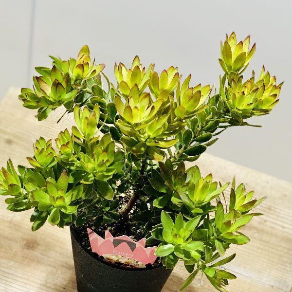 鉢花 観葉植物：リューカデンドロン ハーベスト*5号 リュウカ