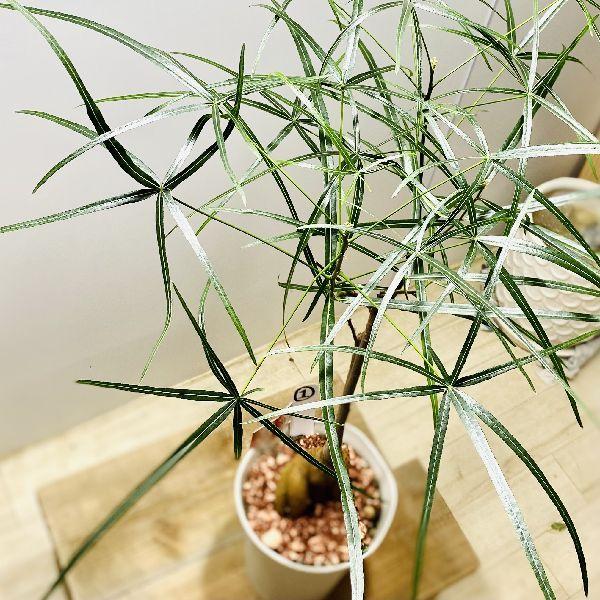 おしゃれ 観葉植物：ボトルツリー*ブラキキトン 現品をお届け 1番