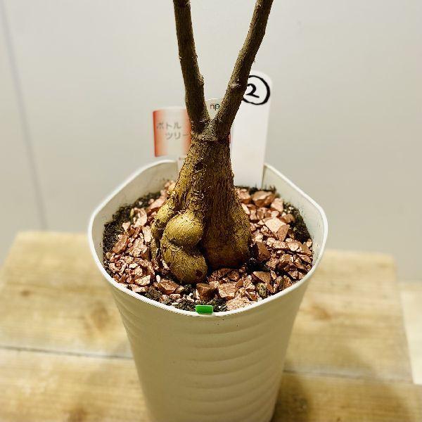 おしゃれ 観葉植物：ボトルツリー*ブラキキトン 現品をお届け 2番