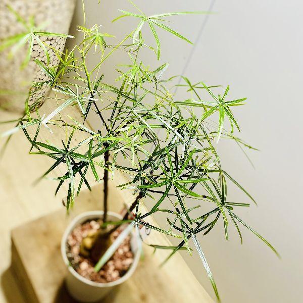 おしゃれ 観葉植物：ボトルツリー*ブラキキトン 現品をお届け 3番