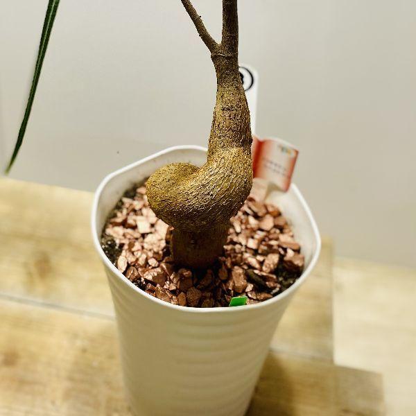 おしゃれ 観葉植物：ボトルツリー*ブラキキトン 現品をお届け 3番