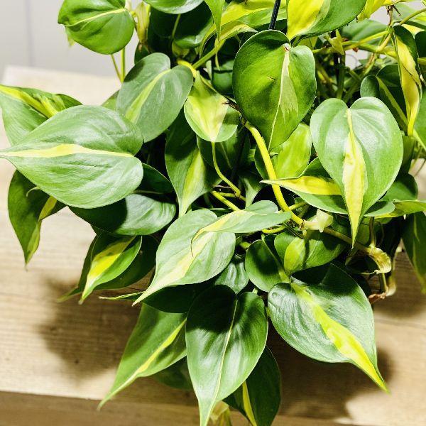 おしゃれ 観葉植物 ：フィロデンドロン オキシカルジューム
