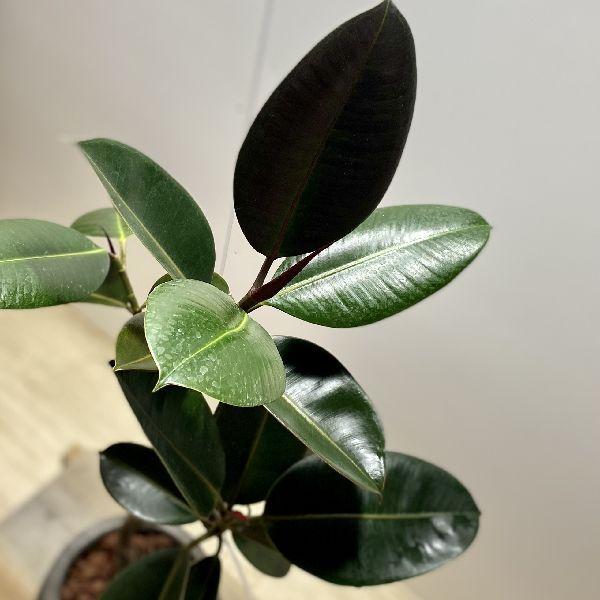 観葉植物：フィカス バーガンディ クロゴムの木*鉢植え : 遊恵盆栽