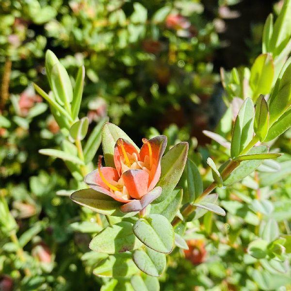 鉢花 観葉植物：ダーウィニア シトリオドーラ*5号 : 遊恵盆栽 Yahoo!店