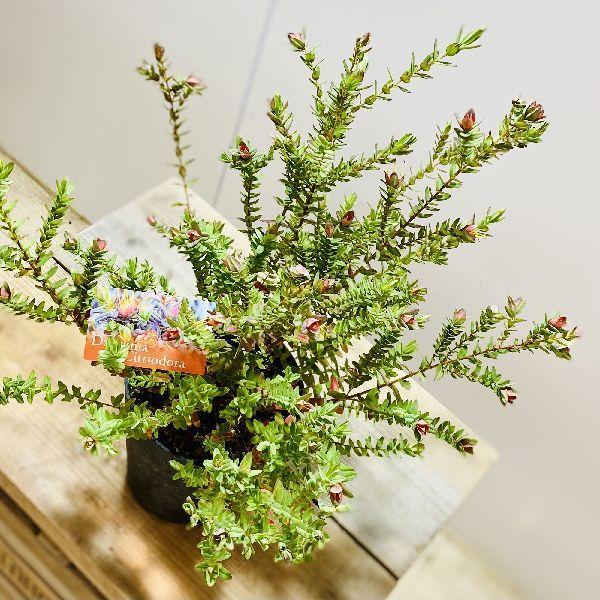 鉢花 観葉植物：ダーウィニア シトリオドーラ*5号 : 遊恵盆栽 Yahoo!店