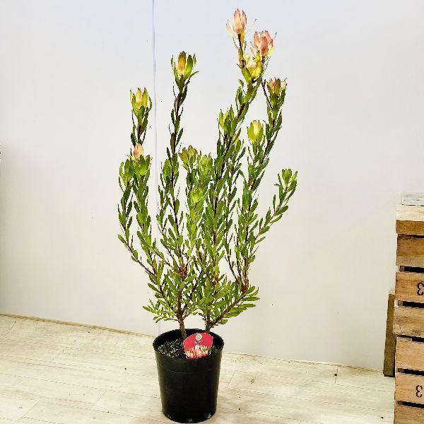 鉢花 観葉植物：リューカデンドロン セニョリータ*7号 リュウカ