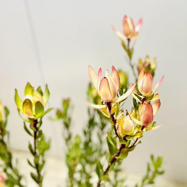 鉢花 観葉植物：リューカデンドロン セニョリータ*7号 リュウカ