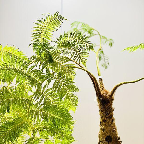 ヒカゲヘゴ　　シダ植物大苗 ヒカゲヘゴ シダ植物大苗