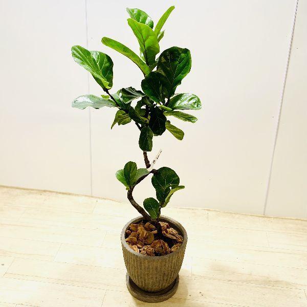 最も優遇 おしゃれ 観葉植物 カシワバゴムの木 バンビーノ 鉢植え 受皿付 現品をお届け バークチップ 大型ヤマト便配送 予約販売品 Www Simon Page Com