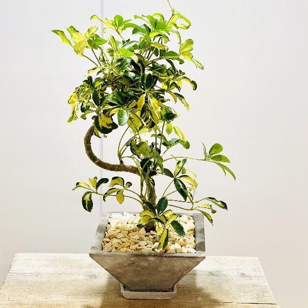 想像を超えての 観葉植物 シェフレラ レナータ 斑入り葉 鉢植え 受皿付 最新コレックション Smartlook Com Sa